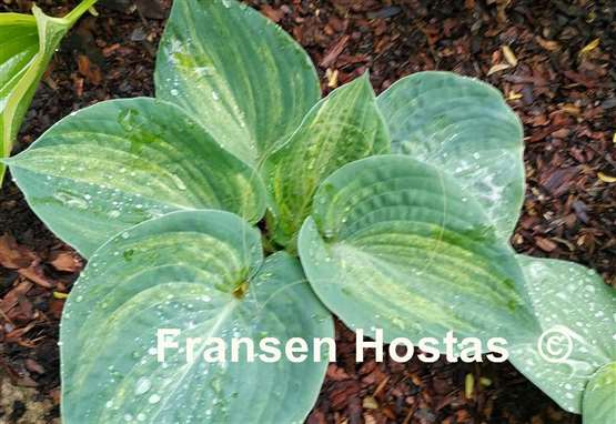 Hosta Northern Mist